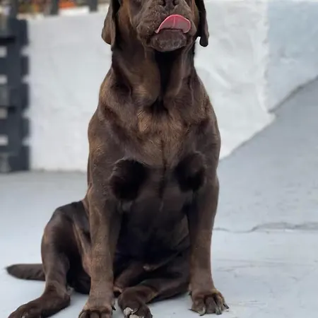 Oaxaca - Casa Iguana アパート アガエテ