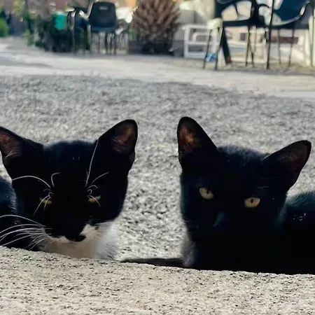 Oaxaca - Casa Iguana アパート